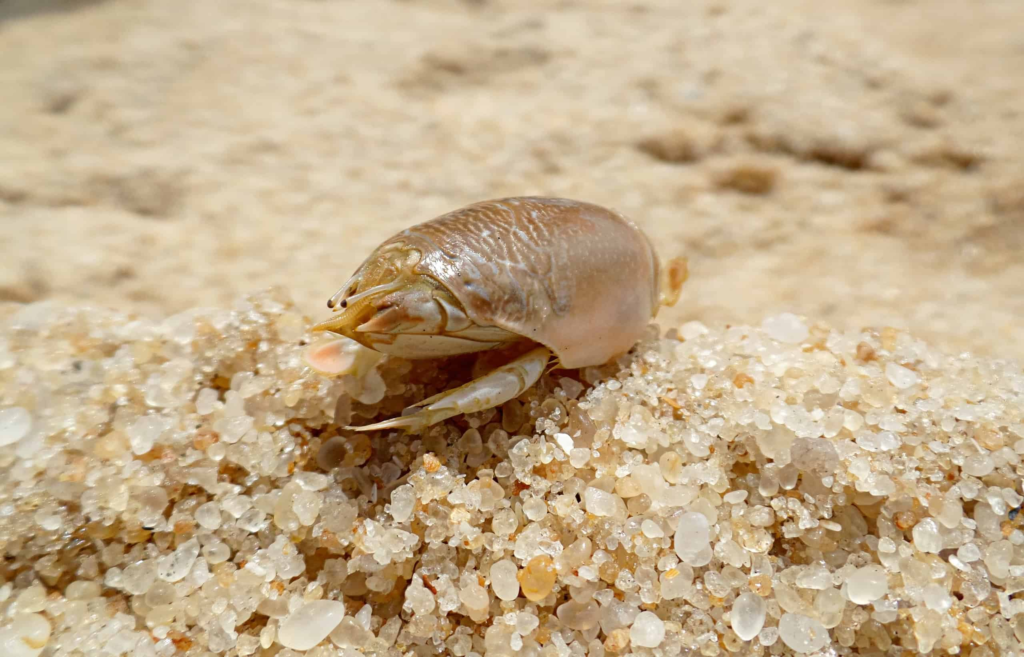 sand fleas