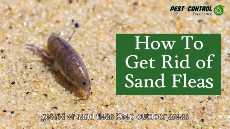 sand fleas